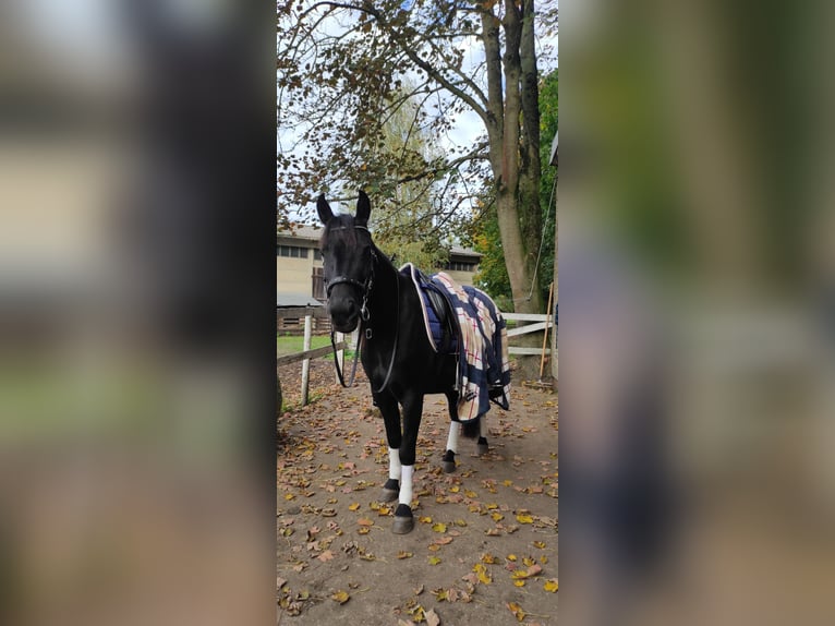 Lewitzer Mare 7 years 13,2 hh Black in Biesenthal