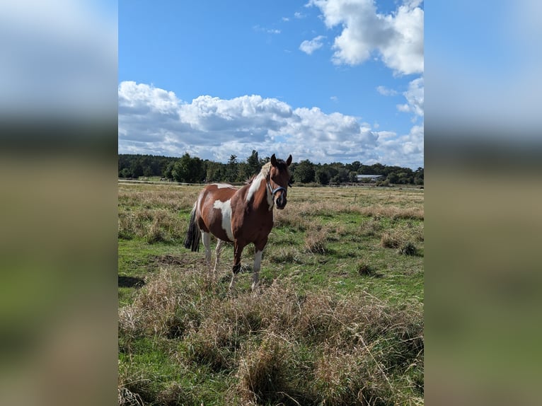 Lewitzer Mare 7 years 14,1 hh Pinto in Berlin