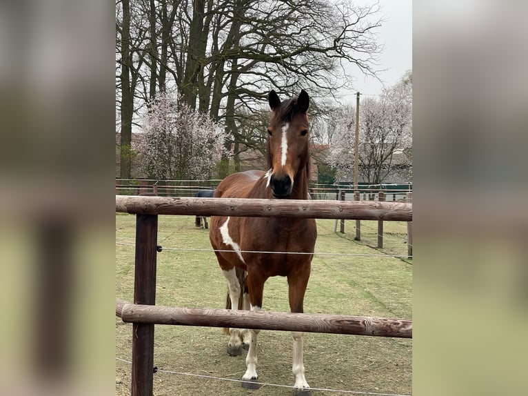 Lewitzer Mare 7 years 14,1 hh Tobiano-all-colors in Varrel