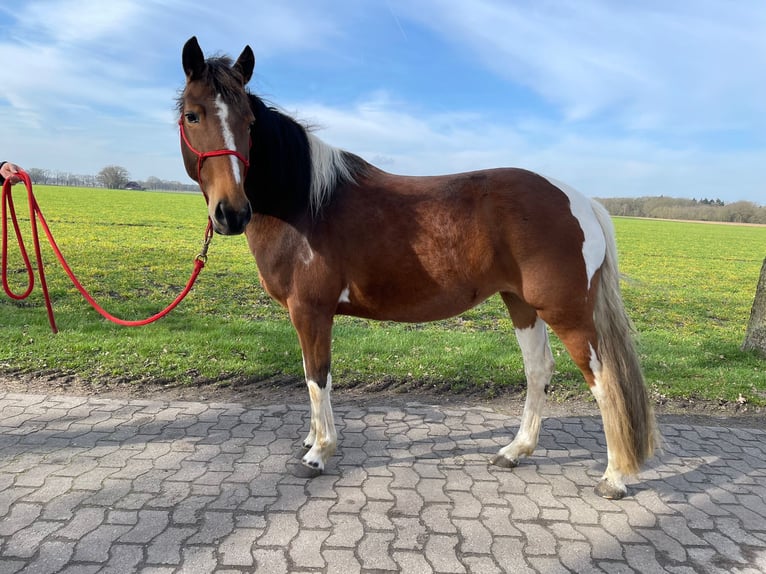 Lewitzer Mare 7 years 14,1 hh Tobiano-all-colors in Varrel