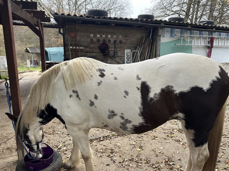 Lewitzer Mare 7 years 14,3 hh Pinto in Reutlingen