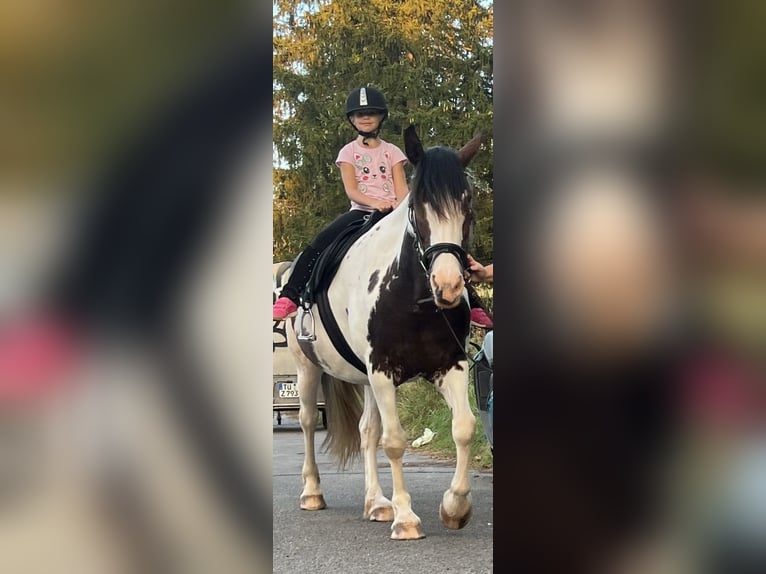 Lewitzer Mare 7 years 14,3 hh Pinto in Reutlingen