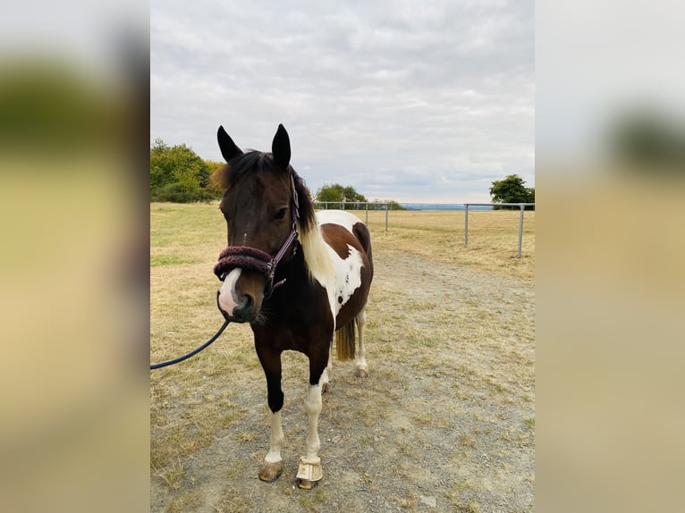 Lewitzer Mare 7 years 14,1 hh Pinto in Bad Endbach