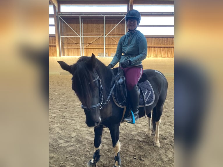 Lewitzer Mare 7 years 14,1 hh Pinto in Feldkirchen an der Donau