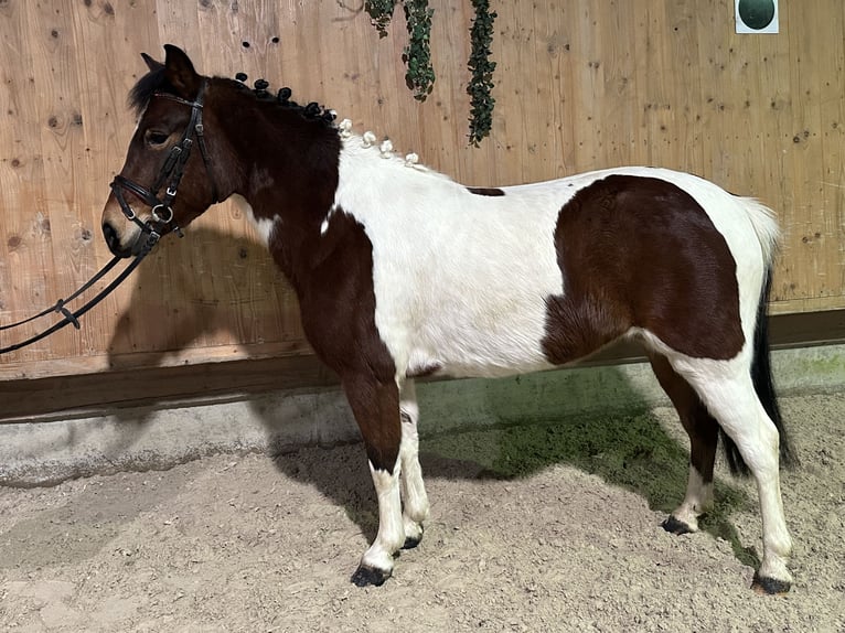 Lewitzer Mix Mare 8 years 12,2 hh Pinto in Riedlingen