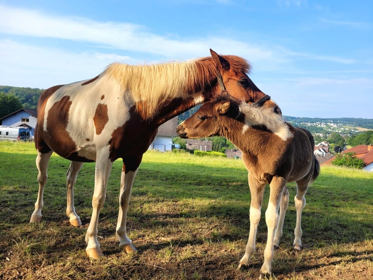 Lewitzer Mare 8 years 13,2 hh Pinto in Streithausen