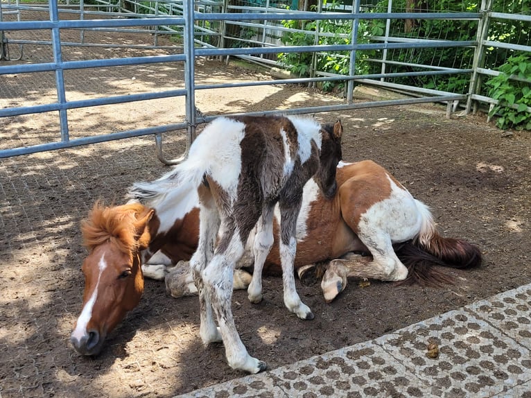 Lewitzer Mare 8 years 13,2 hh Pinto in Streithausen