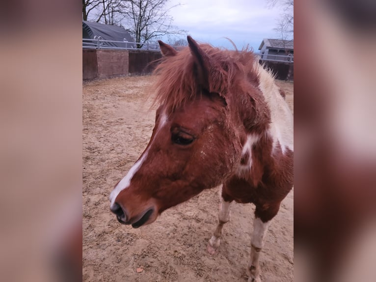 Lewitzer Mare 8 years 13,2 hh Pinto in Streithausen