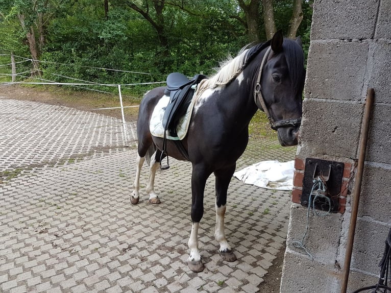 Lewitzer Mare 8 years 13,2 hh Pinto in Streithausen