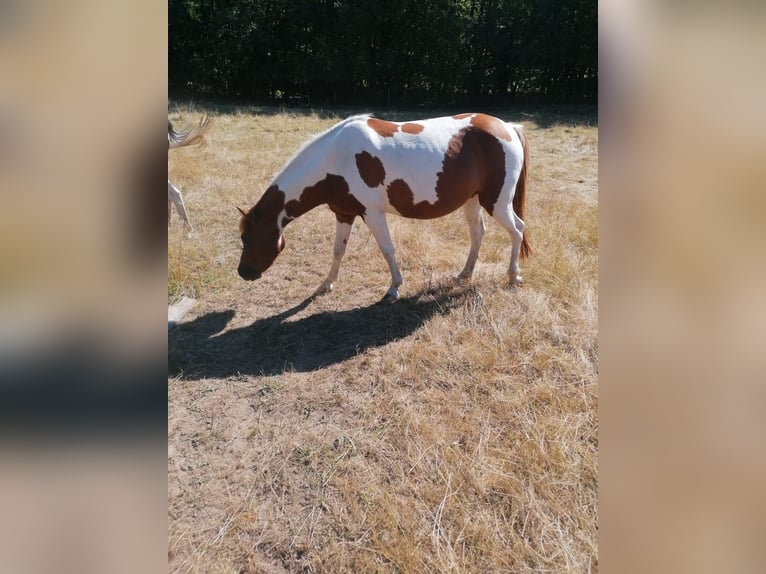 Lewitzer Mare 8 years 13,2 hh Pinto in Streithausen