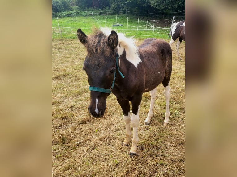 Lewitzer Mare 8 years 13,2 hh Pinto in Streithausen