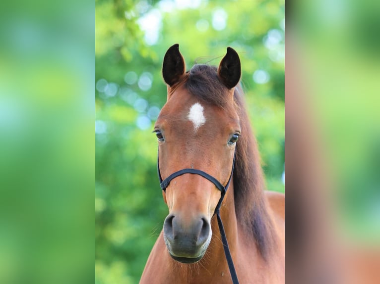 Lewitzer Mare 8 years 13,3 hh Brown in Schneverdingen