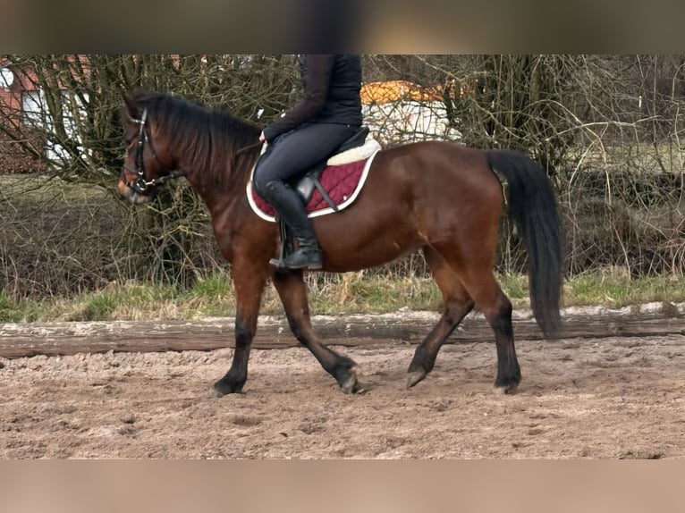 Lewitzer Mare 8 years 13,3 hh Brown in Schneverdingen