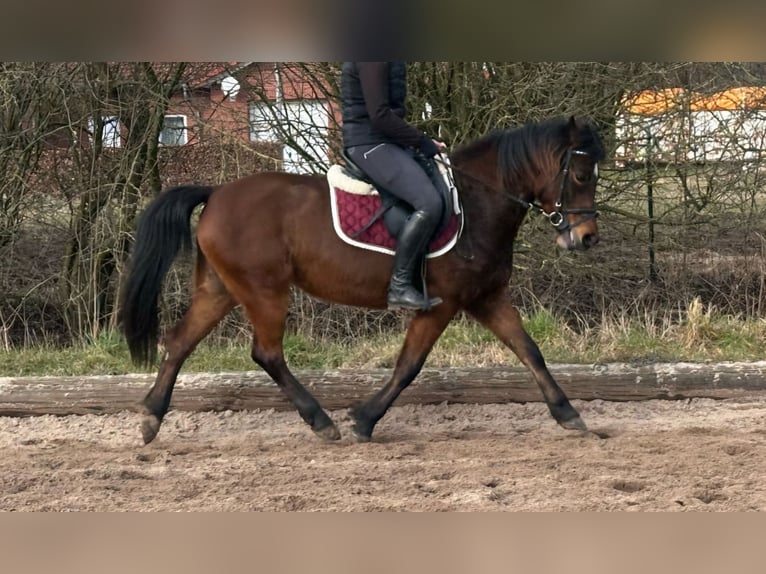 Lewitzer Mare 8 years 13,3 hh Brown in Schneverdingen