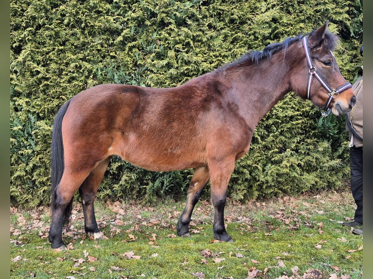 Lewitzer Mare 8 years 13,3 hh Brown in Schneverdingen