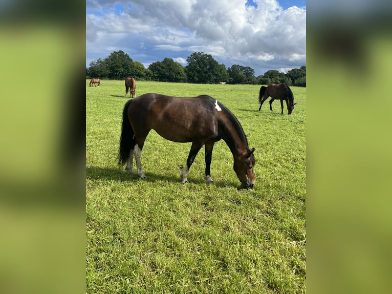 Lewitzer Mix Mare 8 years 13 hh Pinto in SeedorfSeedorf