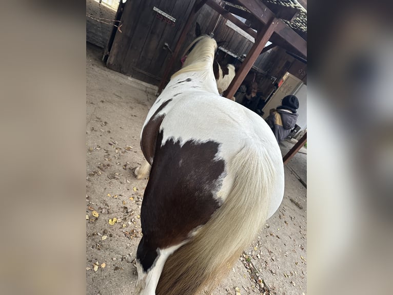 Lewitzer Mare 8 years 14,3 hh Pinto in Reutlingen