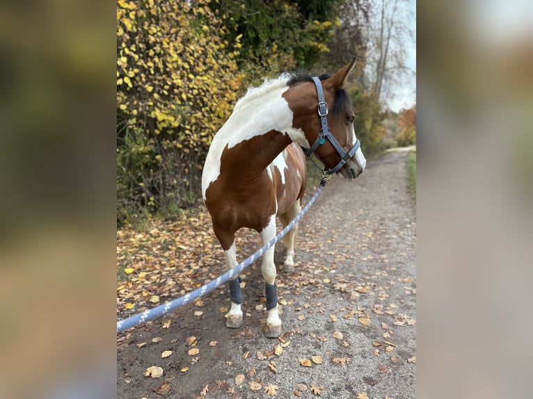 Lewitzer Mix Mare 8 years 14 hh Pinto in Geretsried