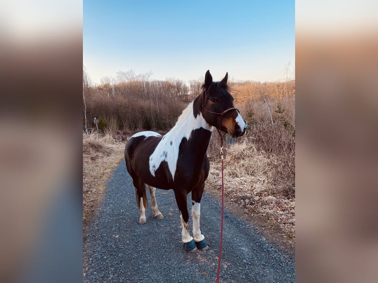 Lewitzer Mare 8 years 14,1 hh Pinto in Bad Endbach