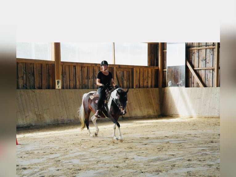 Lewitzer Mare 8 years 14,1 hh Pinto in Bad Endbach