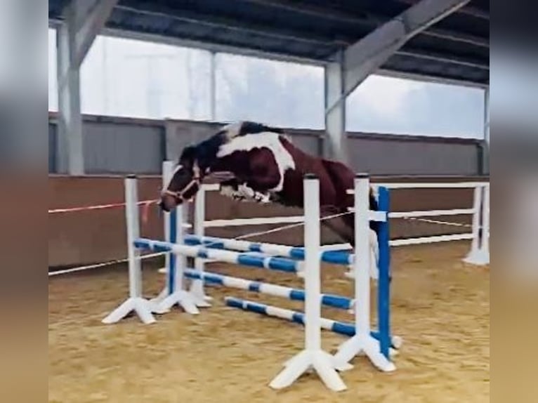 Lewitzer Mare 8 years 14,1 hh Tobiano-all-colors in Perleberg