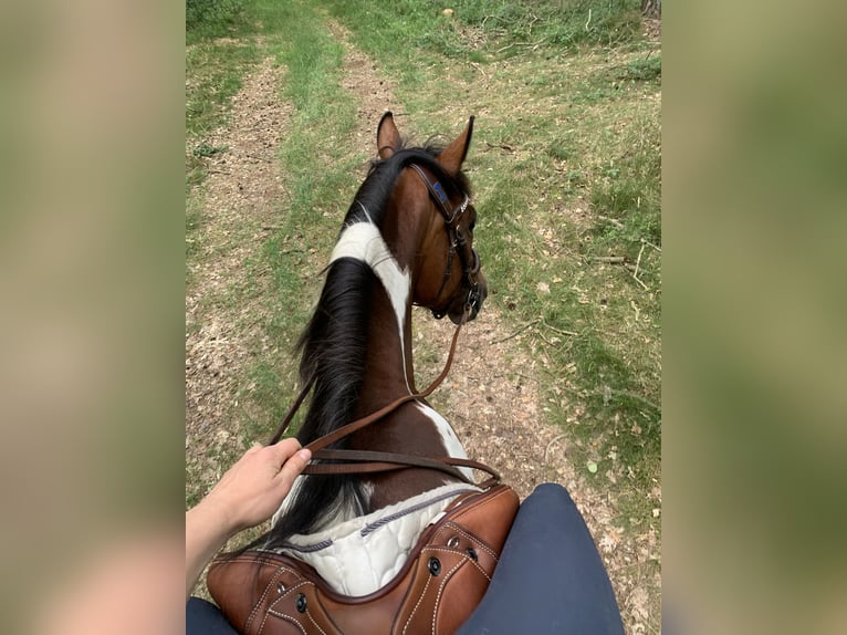 Lewitzer Mare 8 years 14,1 hh Tobiano-all-colors in Perleberg