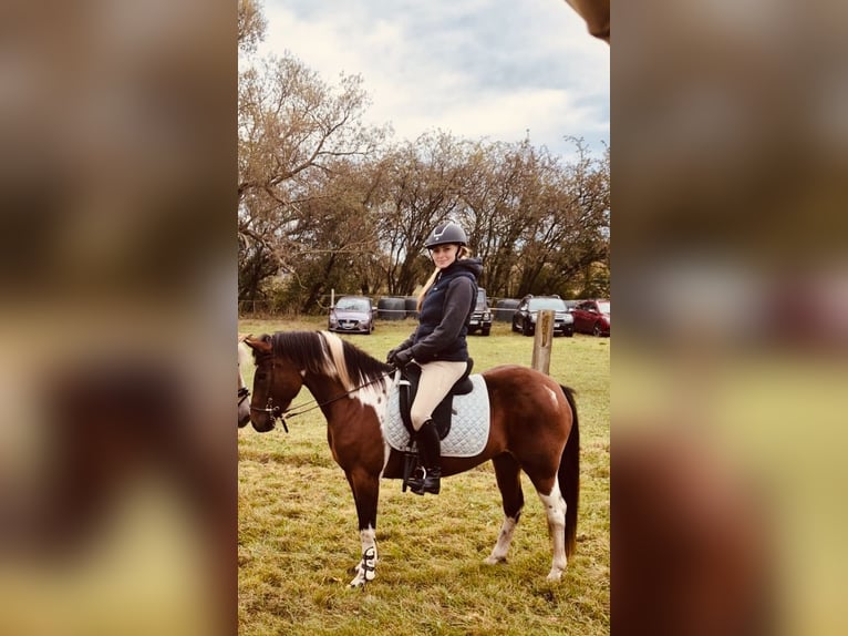 Lewitzer Mare 8 years 14,1 hh Tobiano-all-colors in Perleberg