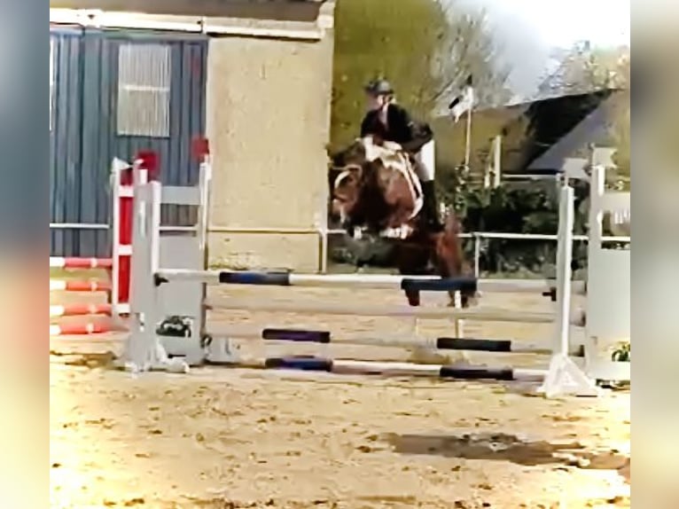 Lewitzer Mare 8 years 14,1 hh Tobiano-all-colors in Perleberg