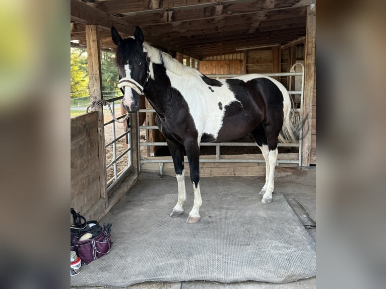 Lewitzer Mix Mare 8 years 15,1 hh Pinto in Dorfen