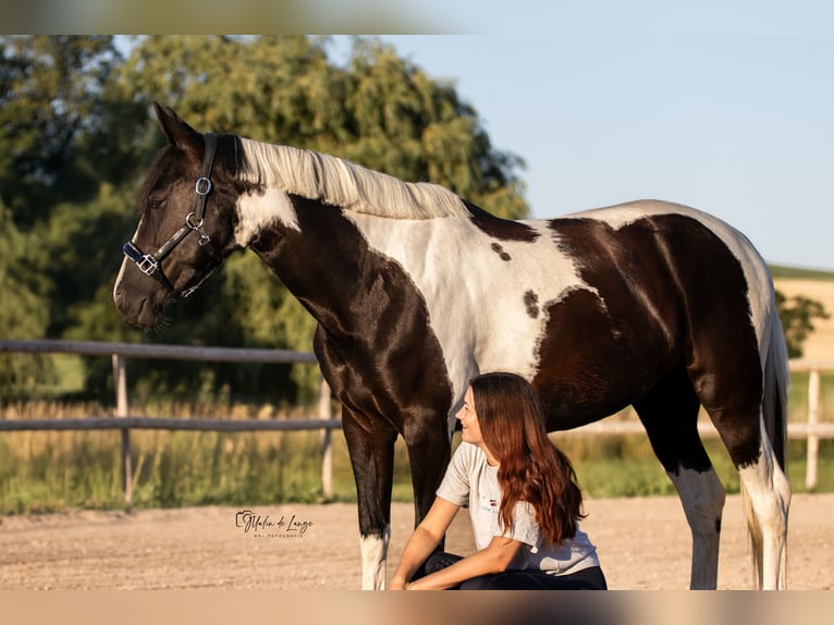 Lewitzer Mix Mare 8 years 15,1 hh Pinto in Dorfen