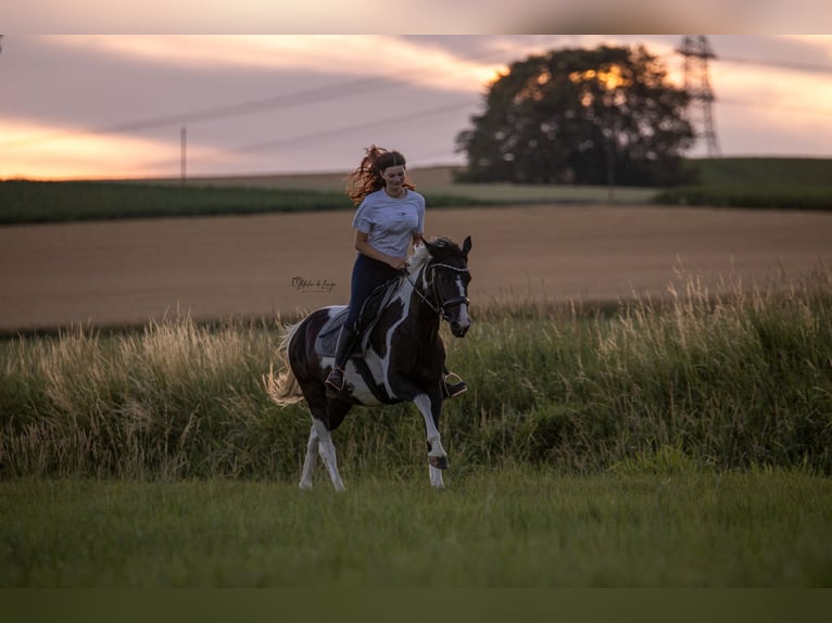 Lewitzer Mix Mare 8 years 15,1 hh Pinto in Dorfen