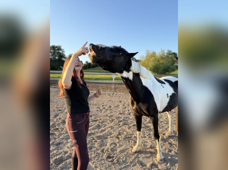 Lewitzer Mix Mare 8 years 15,1 hh Pinto in Dorfen