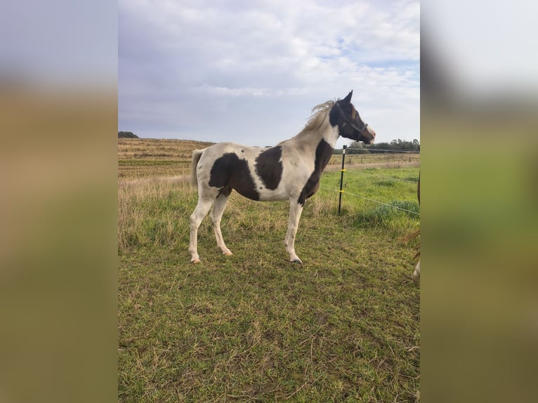 Lewitzer Mare 9 years 14.1 hh Pinto in Harrislee