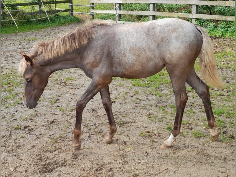 Lewitzer Mix Mare Foal (04/2024) 13,2 hh in Eggerding