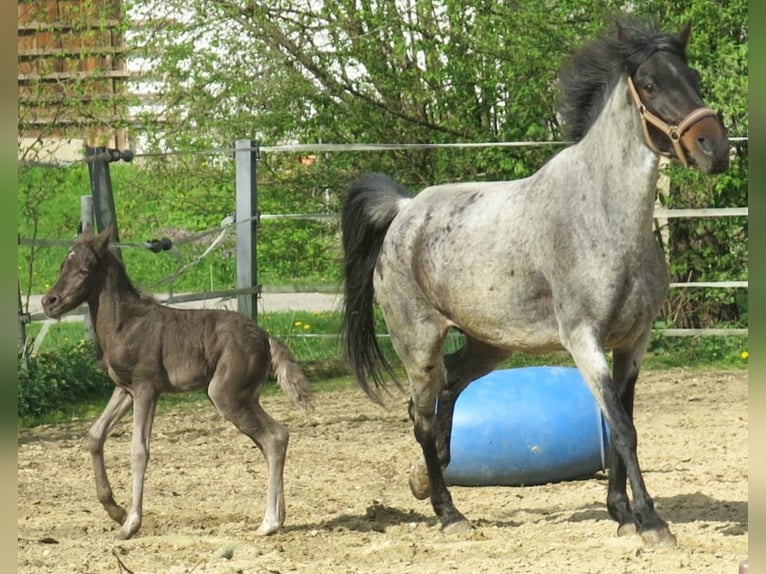 Lewitzer Mix Mare Foal (04/2024) 13,2 hh in Eggerding