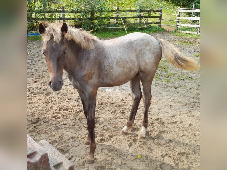 Lewitzer Mix Mare Foal (04/2024) 13,2 hh in Eggerding