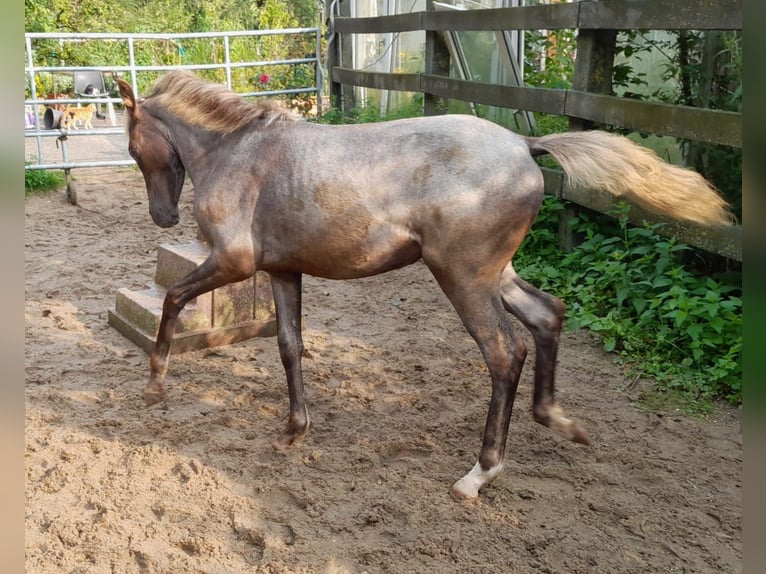 Lewitzer Mix Mare Foal (04/2024) 13,2 hh in Eggerding