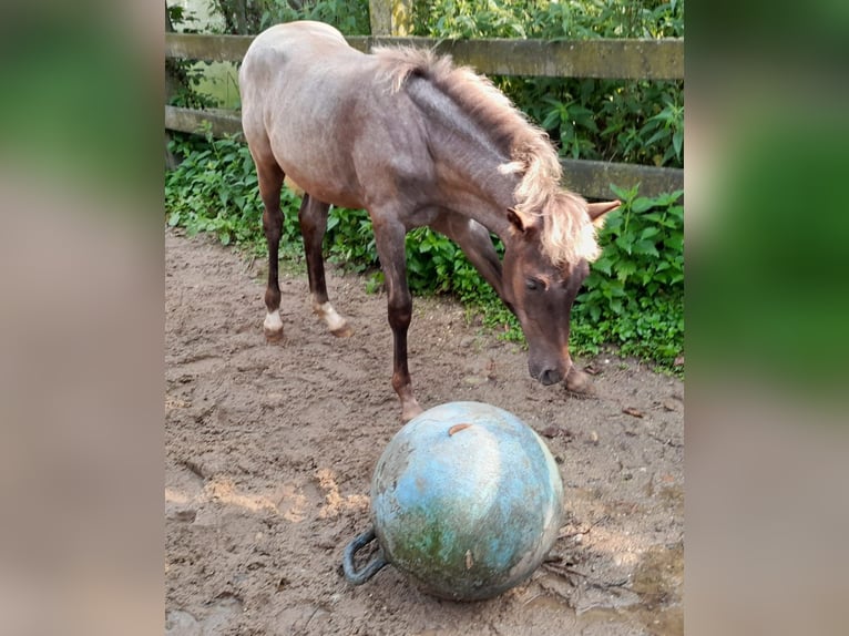 Lewitzer Mix Mare Foal (04/2024) 13,2 hh in Eggerding