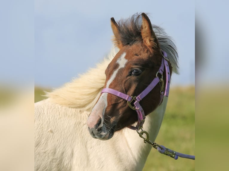 Lewitzer Mare Foal (03/2024) 14,1 hh Pinto in Siegen