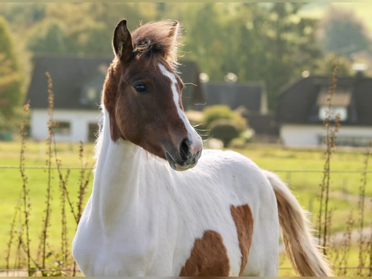 Lewitzer Mare Foal (03/2024) 14,1 hh Pinto in Siegen