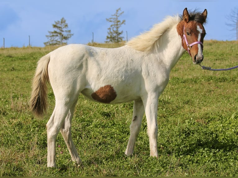 Lewitzer Mare Foal (03/2024) 14,1 hh Pinto in Siegen