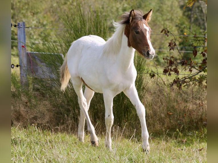 Lewitzer Mare Foal (03/2024) 14,1 hh Pinto in Siegen