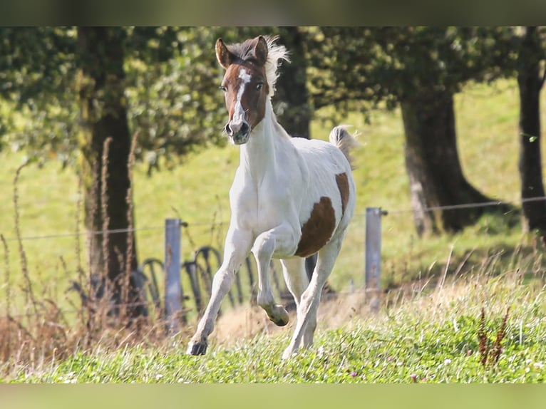 Lewitzer Mare Foal (03/2024) 14,1 hh Pinto in Siegen