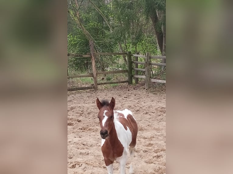 Lewitzer Mix Mare  in Soltau