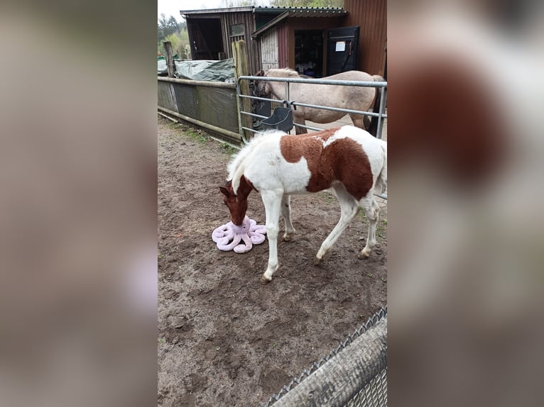 Lewitzer Mix Mare  in Soltau
