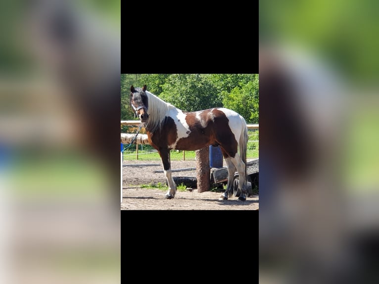 Lewitzer Mix Mare  in Soltau