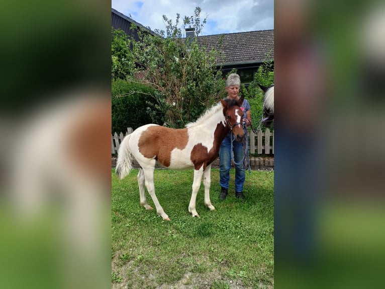 Lewitzer Mix Mare  in Soltau