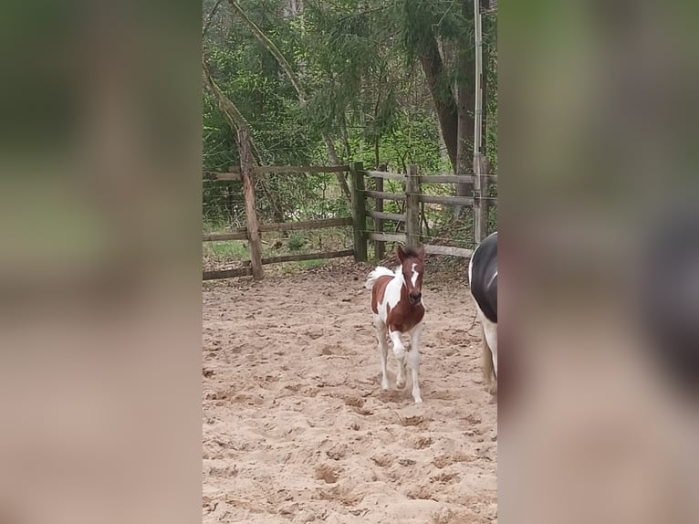 Lewitzer Mix Mare  in Soltau