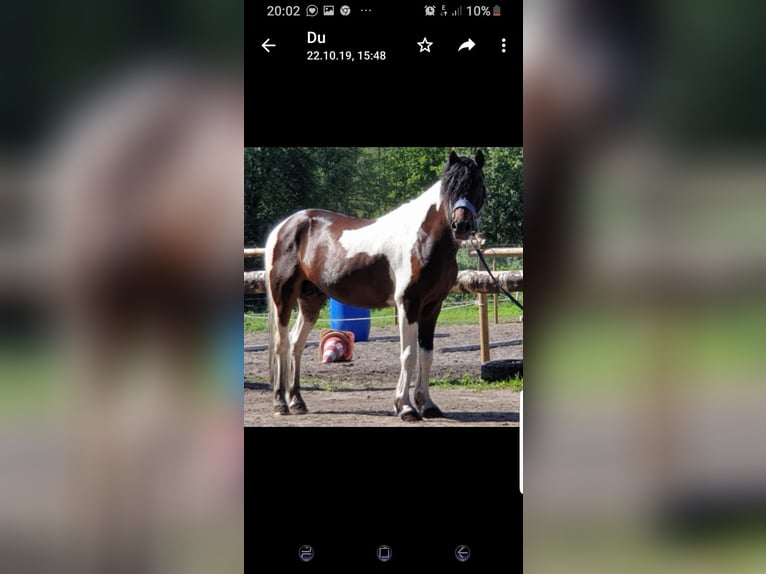 Lewitzer Mix Mare  in Soltau