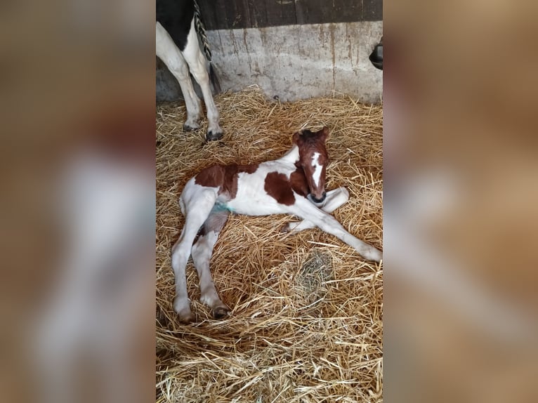 Lewitzer Mix Mare  in Soltau
